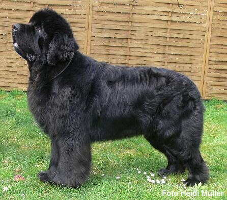 Neufundl�nder Foto